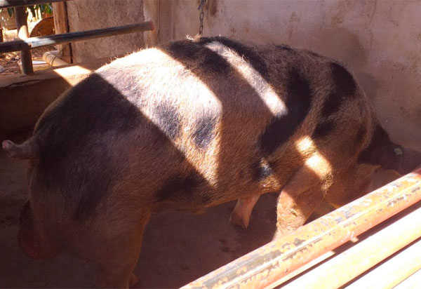Condeúba: Criação de suínos é alternativa de renda para agricultores da zona rural