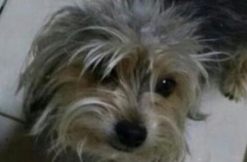 Brumado: Cachorra de estimação está desaparecida