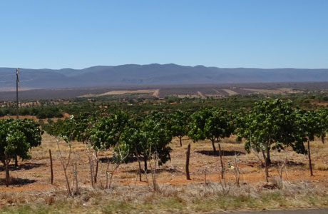 DOM BASÍLIO E LIVRAMENTO NA ROTA DA EXPORTAÇÃO