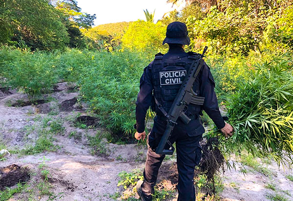 Delegacia Territorial de Bom Jesus da Lapa erradica plantação de quatro mil pés de maconha