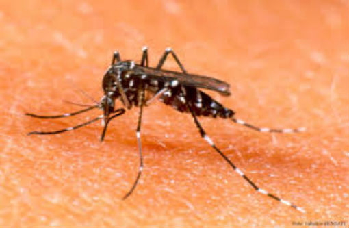 Dia Mundial da Saúde tem reforço no combate ao Aedes