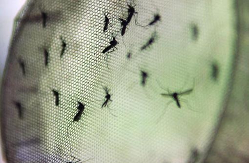 Primeira vacina contra a dengue é aprovada  pela Anvisa 