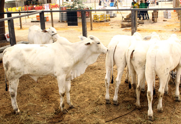 15 de julho:  Dia Nacional do Pecuarista