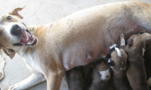 Doação de filhotes órfãos em Brumado