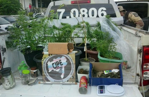 CAESG prende casal que plantava maconha em casa