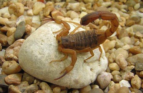 Brumado: 19ª Dires promove capacitação no programa de controle e manejo de escorpiões