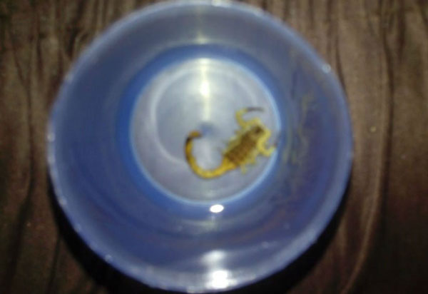 Vitória da Conquista: com três dias de nascida, bebê sobrevive a cinco picadas de escorpião