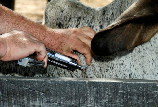 Resultado da 2ª Etapa da Campanha de Vacinação contra a Febre Aftosa 2016 foi o melhor dos últimos quatro anos