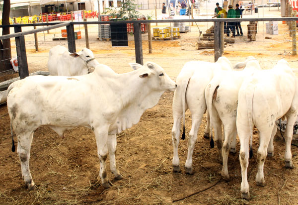 Bahia inicia 2ª etapa de vacinação contra a Febre Aftosa neste domingo