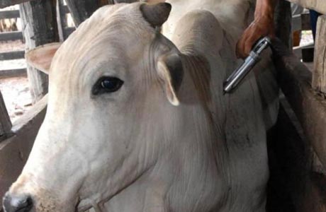 BAHIA: VACINAÇÃO CONTRA A FEBRE AFTOSA É PRORROGADA