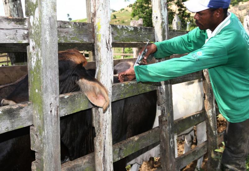 Aracatu: campanha de vacinação contra a febre aftosa ocorre entre 1° a 30 de novembro 