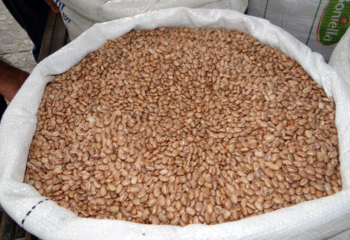 Após um 2016 marcado por perdas significativas na lavoura, com mais chuvas, safra de grãos da Bahia cresce quase 50%