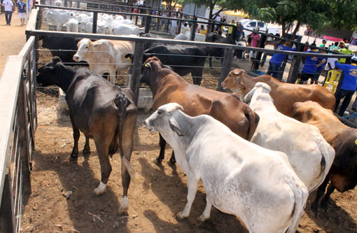 Após sucesso da estreia, Feira de Animais de Brumado terá a sua segunda edição no dia 05 de setembro