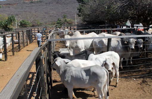 Brumado: Está acontecendo neste sábado (05) no Parque de Exposições a Feira de Animais