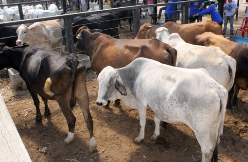 Coopmab: Acontece amanhã (1º) a Feira de Animais de Brumado