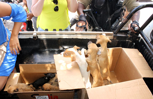 Brumado: PM e integrantes de ONG resgatam animais que sofriam maus tratos em Feira