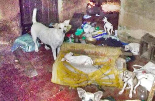 Itabuna: Idoso é morto e tem rosto devorado por animais