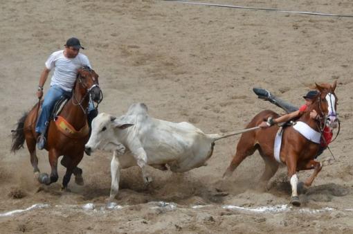 Senado aprova PEC que regulariza situação das vaquejadas 