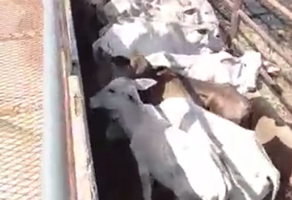Diretor geral da Adab explica ação que resultou no abate de 105 bovinos em Brumado