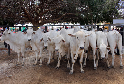 Campanha de vacinação contra a febre aftosa vai até o dia 31 de maio