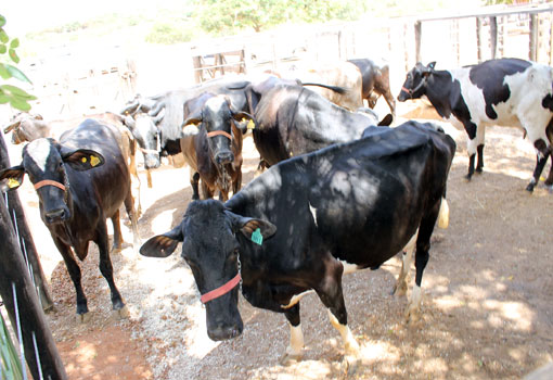 Primeiro de novembro começa a 2° etapa de vacinação da Febre Aftosa