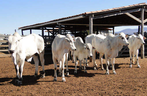 Segunda etapa de vacinação contra febre aftosa vai até o dia 30
