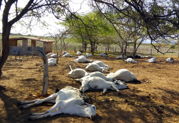 Tanhaçu: mais de 70 gados aparecem mortos em fazenda; Adab investiga o caso 