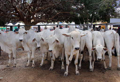 Agricultura aprova plano para acabar com vacinação contra aftosa até 2026