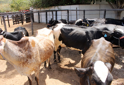 Vacinas contra Febre Aftosa devem ser adquiridas em lojas credenciadas pela Adab
