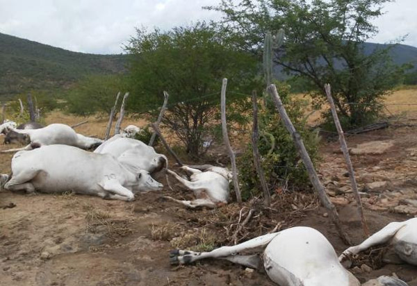Jequié: raio cai em fazenda e mata 23 cabeças de gado