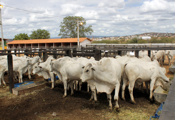 Bahia atinge 93,49% de vacinação na segunda fase da campanha contra aftosa
