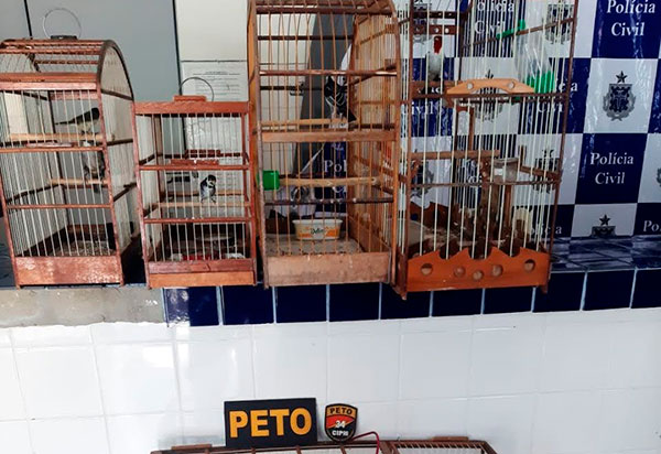 Brumado: Polícia desarticula criadouro ilegal de pássaros silvestres