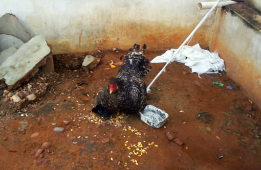 Temer sanciona lei que, segundo advogada, tem pena maior para furto de galinha do que lesão corporal