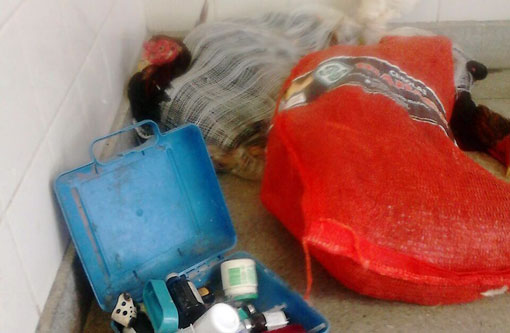 Brumado: Polícia detém homem com arma de fogo e galos de briga