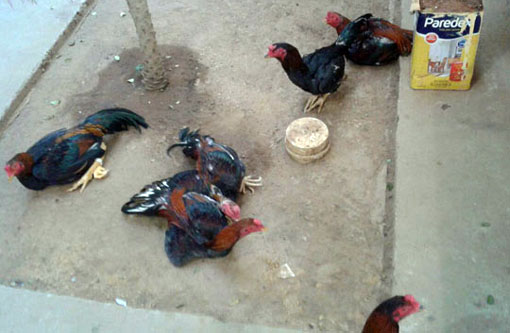 Cippa apreende em Brumado galos de briga que eram mantidos em cativeiro