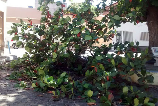 Brumado: Galho de amendoeira na Praça José do Patrocínio caiu
