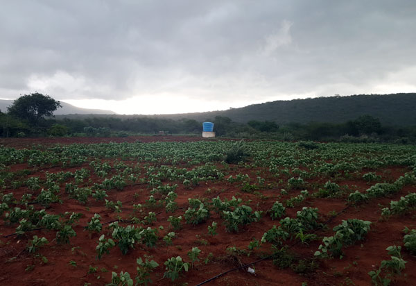 Agricultores de Ituaçu e Lagoa Real contam com o benefício do Garantia-Safra