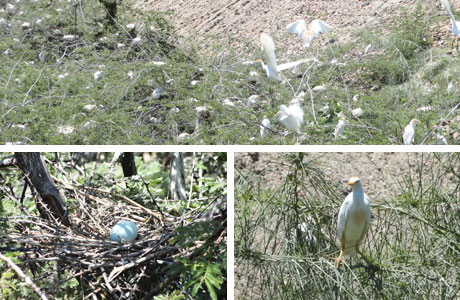 DOM BASÍLIO: A BELEZA DO BERÇÁRIO DAS GARÇAS