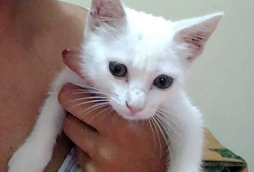 Brumado: gata está desaparecida