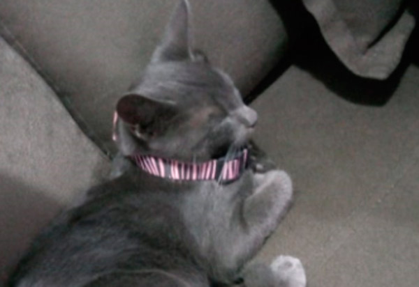 Brumado: família procura por dono de gata