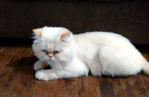 Brumado: Mulher procura por gato desaparecido