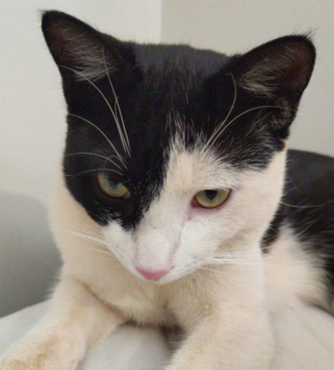 Gato está desaparecido; tutores oferecem recompensa para quem o encontrarem