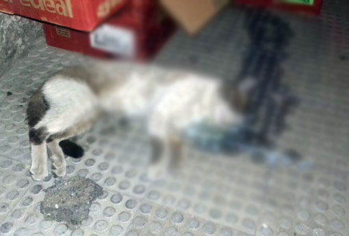 Brumado: internauta denuncia envenenamento de animais no centro da cidade