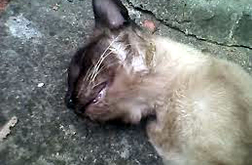 Brumado: Gatos são envenenados no Bairro das Flores