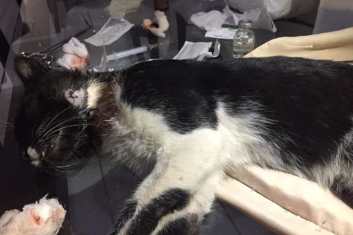 Gato é esfaqueado por homem dentro de Igreja em Livramento de Nossa Senhora 