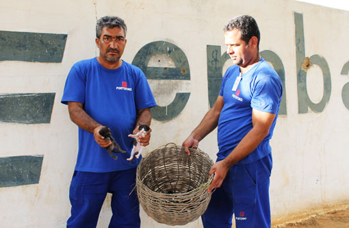 Brumado: Funcionários da Embasa encontram 9 filhotes de gato abandonados