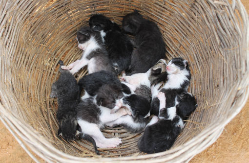 Brumado: Funcionários da Embasa encontram 9 filhotes de gato abandonados