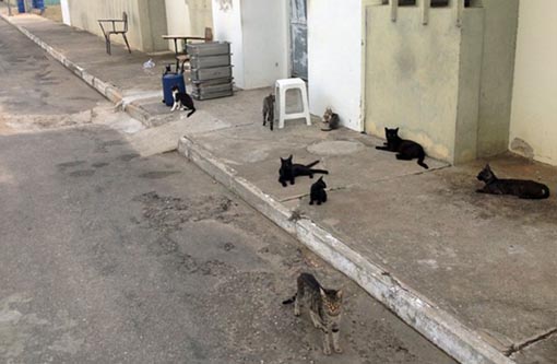 Galinhas combatem escorpiões em presídio de Jequié