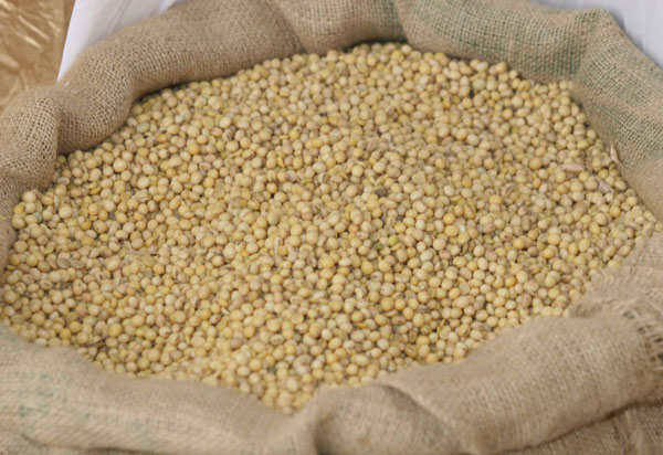 Em setembro, IBGE estima safra recorde de 9,7 milhões de grãos na Bahia em 2020