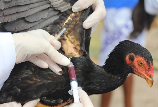 ADAB realiza vigilância epidemiológica para prevenção de Gripe Aviária na Bahia 